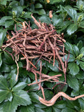 wild agave cactus root