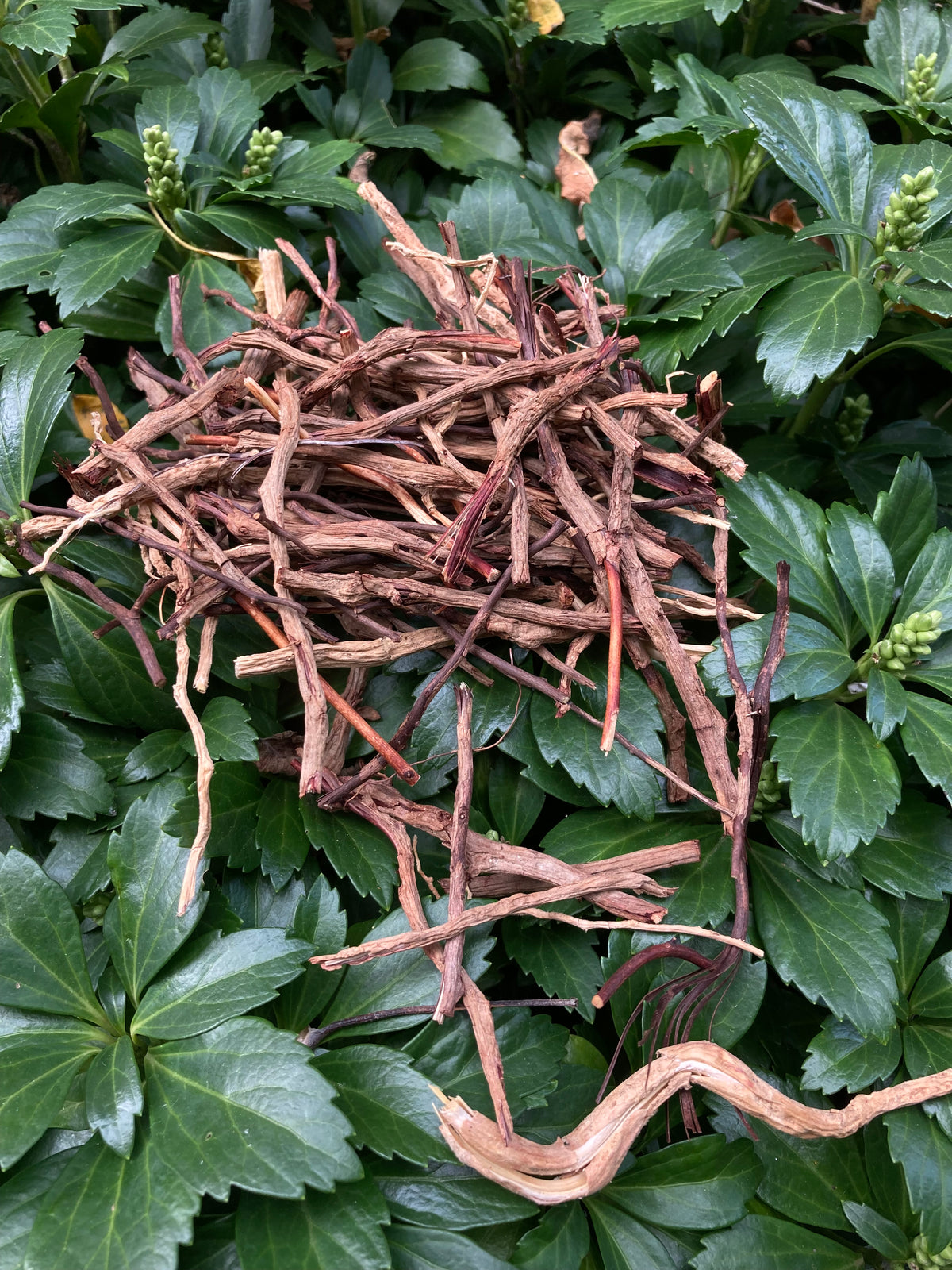 wild agave cactus root