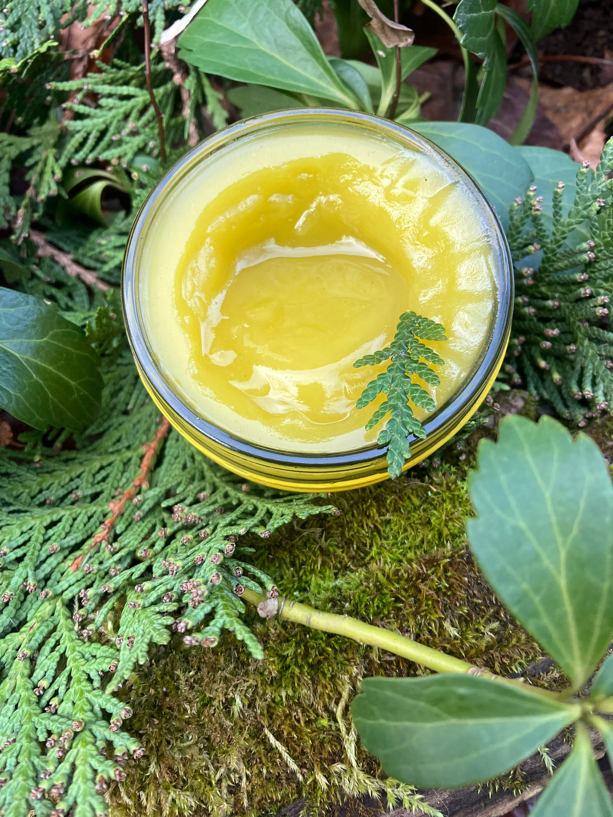 wild cedar sap with olive oil salve