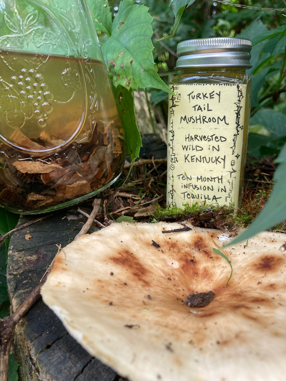 wild turkey tail mushroom tincture