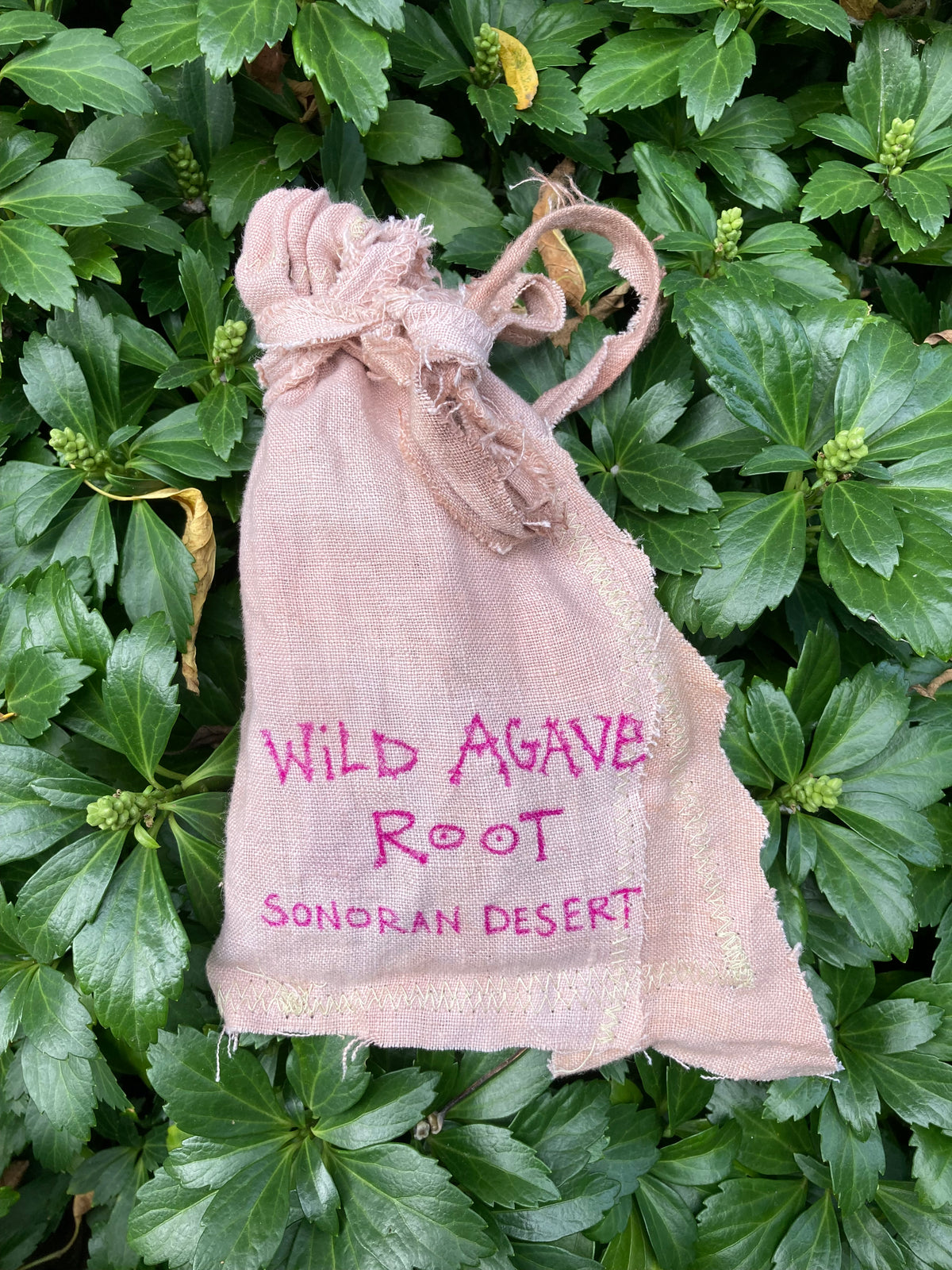 wild agave cactus root