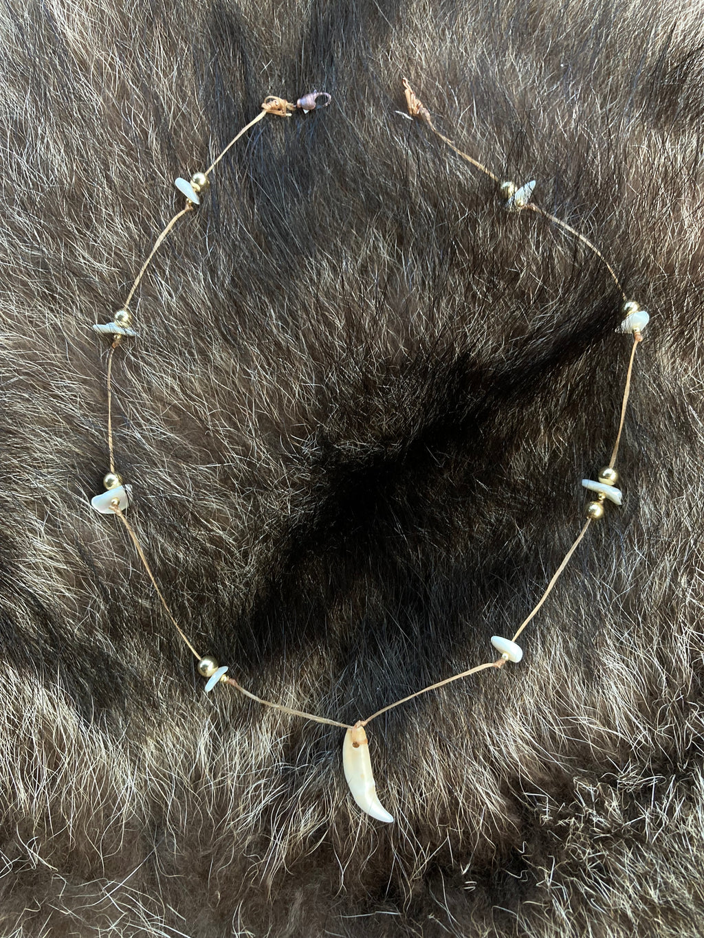 rakoon tooth necklace