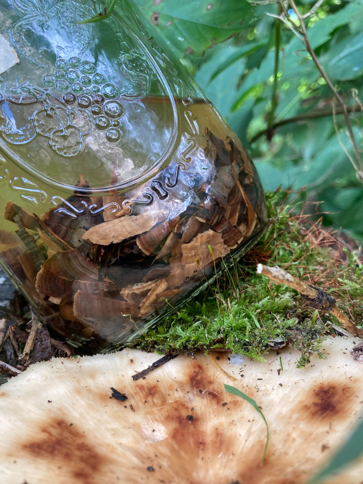 wild turkey tail mushroom tincture