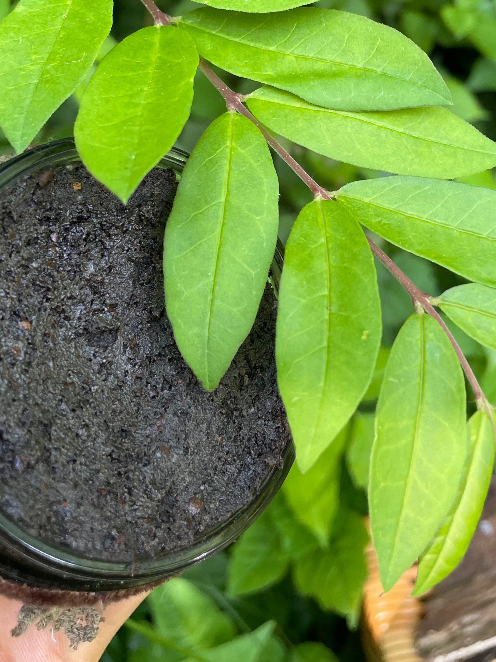 deep cleanse coffee, cinnamon & wild sage exfoliant