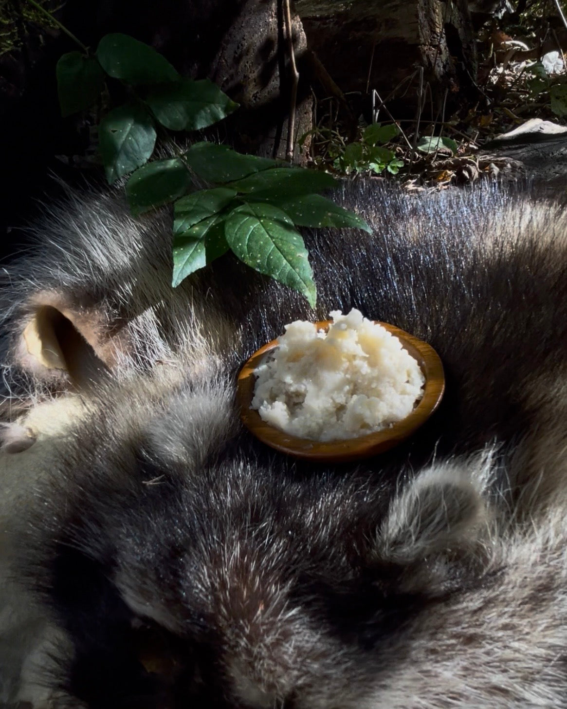 raccoon tallow lotion