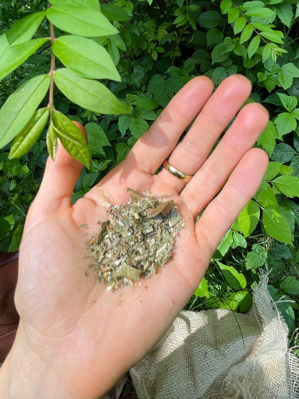 wild foraged tea blend