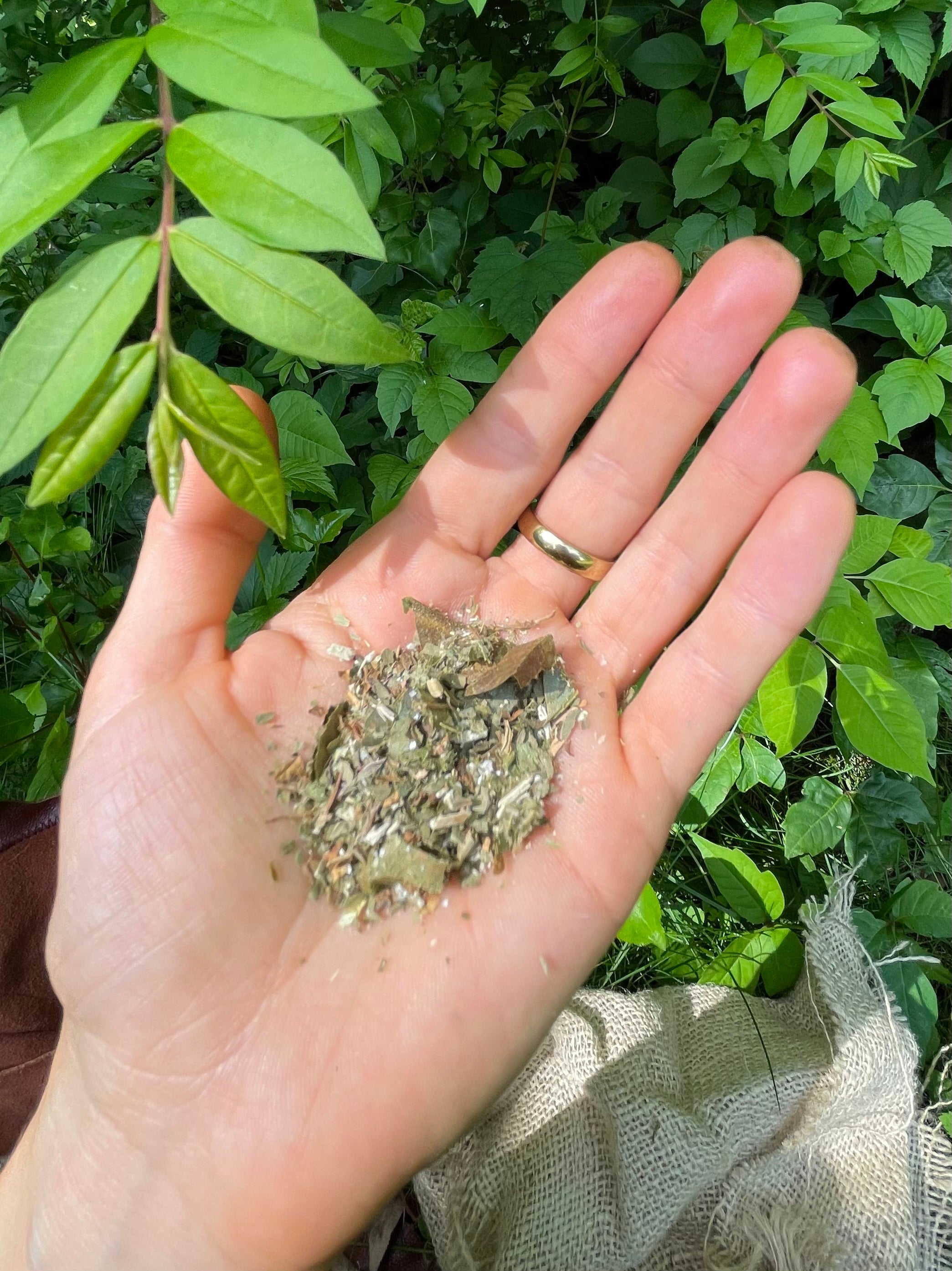 wild foraged tea blend