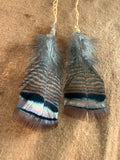 wild male turkey feather earrings