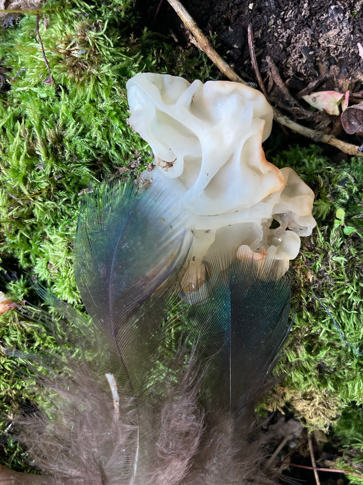 iridescent peacock feather earrings • freshwater pearls & gold