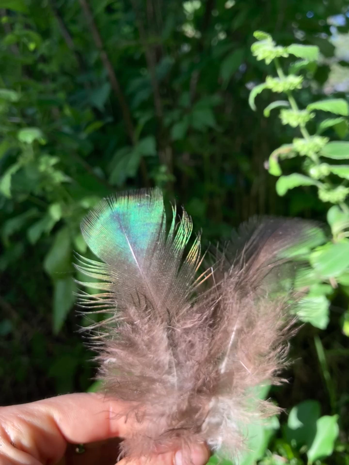 iridescent peacock feather earrings • freshwater pearls & gold
